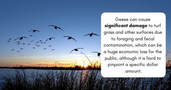 Natural goose repellent
