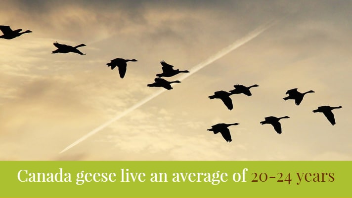 canada goose quote youtube