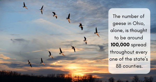 natural goose repellent