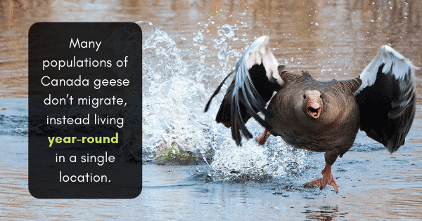 geese pest control services