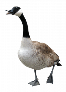 Goose Repellent Goose Repellent Flight Control Plus How to Get Rid of Geese