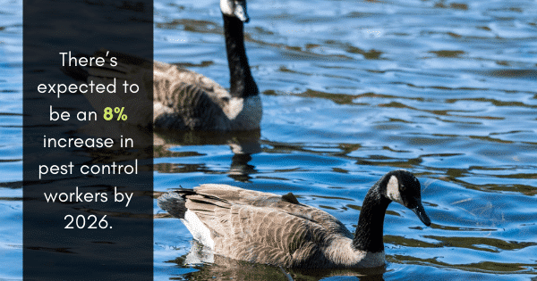 geese pest control service