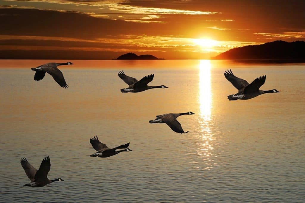 Canada Geese Flying