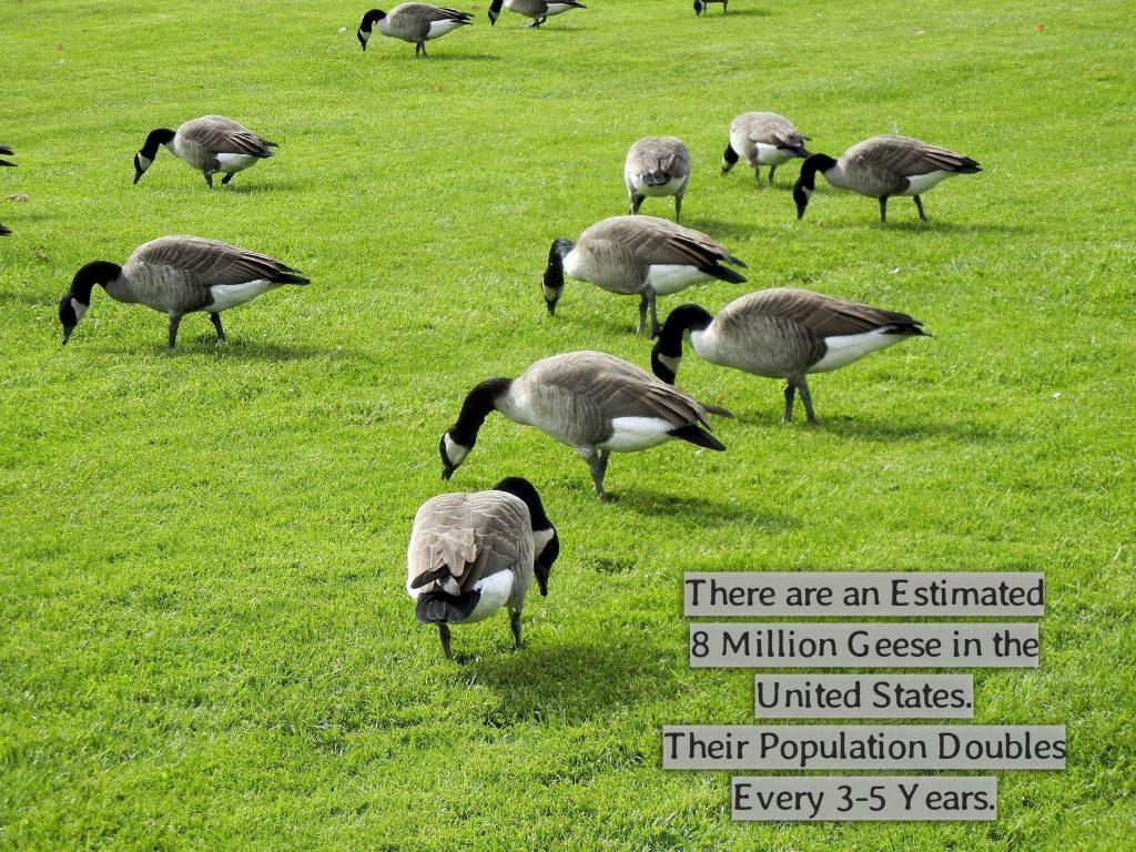 Eco-Friendly Goose Repellent