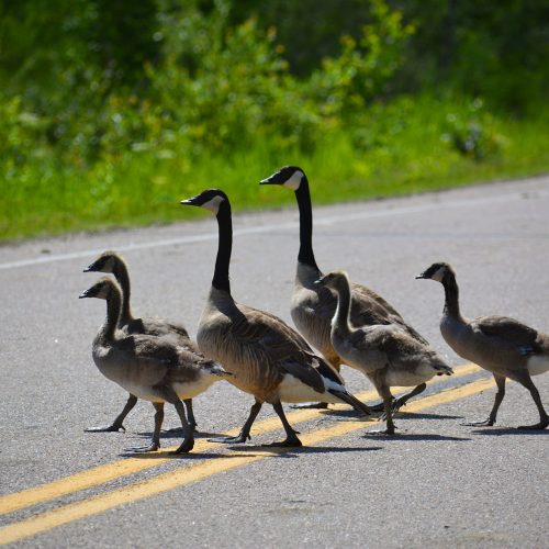 Family,Of,Canadian,Geese,Crossing,Road Family Of Canadian Geese Crossing Road