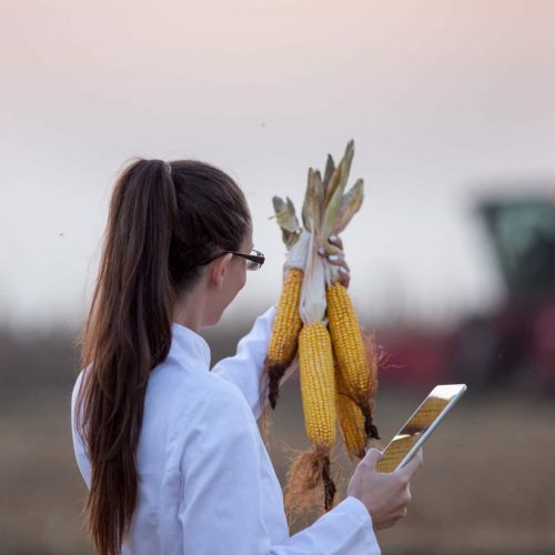 Agronomist,In,White,Coat,Holding,Corn,Cob,And,Tablet,In Agronomist,In,White,Coat,Holding,Corn,Cob,And,Tablet,In