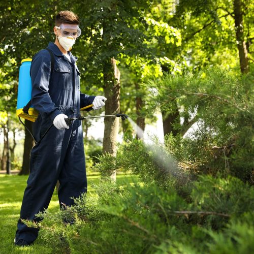 Worker,Spraying,Pesticide,Onto,Green,Bush,Outdoors.,Pest,Control Worker spraying pesticide onto green bush outdoors. Pest control