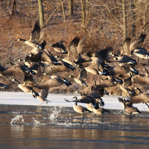 Canadian,Geese Canadian geese